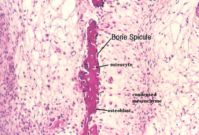 devbone5.jpg (60758 bytes)