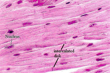 The intercalated disk is the junctional complex between two cardiac muscle cells (fibers) that allows rapid conduction of the stimulus between muscle cells. 